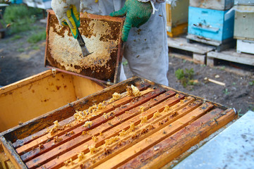 beekeeper in gloves and a beekeeper's costume checks beehives with bees, preparing for collecting honey, caring for frames with honeycombs