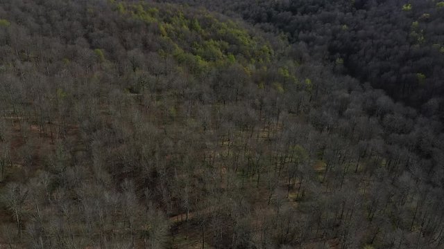 Spring, Beech forest, Altube, Gorbeia Natural Park, Alava, Bizkaia, Basque Country, Spain, Europe