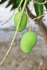 green mango on tree