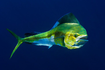 Mahi Mahi or Dolphin Fish shows off her colors.