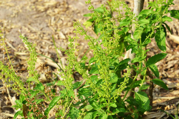 red holy basil or basil