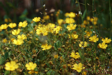 Glade of the first spring yellow flowers