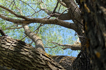 Green branches of a tree are against the blue sky