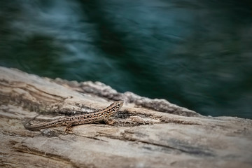A lizard on the logs. Grey unnoticeable small animal.