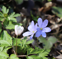 Liverwort ,Hepatica nobilis flowers on a forest floor on sunny afternoon. Spring blue flowers Hepatica nobilis in the forest. Blue flowers of Hepatica nobilis close-up.