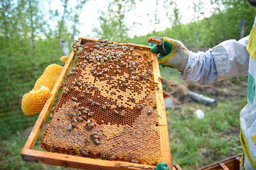 man in beekeeper costume holds frame with honeycombs and bees