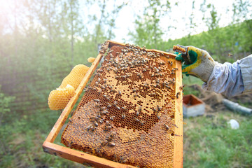 man in beekeeper costume holds frame with honeycombs and bees