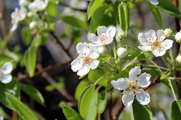 Obraz na płótnie Canvas Small flowers of pear blossomed in spring