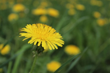 Texture green juicy tall grass with yellow flowers on a summer summer day