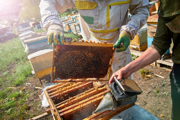 a beekeeper dressed as a beekeeper with a smoke in his hands serves hives with bees, accelerates...