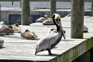 Pelican posing