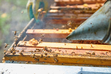 a beekeeper dressed as a beekeeper with a smoke in his hands serves hives with bees, accelerates bees with smoke to revise frames with honeycombs