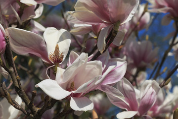 Obraz premium Beautiful flowering Magnolia blossom tree in spring.