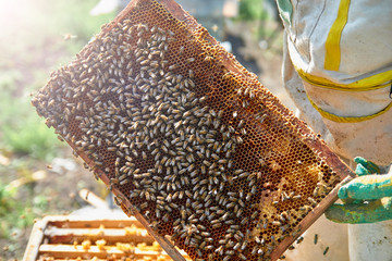 Close up of flying bees. Wooden beehive and bees. Plenty of bees at the entrance of old beehive in...