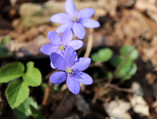 Liverwort ,Hepatica nobilis flowers on a forest floor on sunny afternoon. Spring blue flowers Hepatica nobilis in the forest. Blue flowers of Hepatica nobilis close-up.