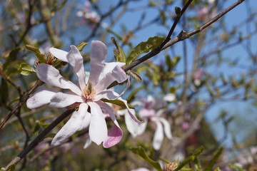 Beautiful flowering Magnolia blossom tree in spring.