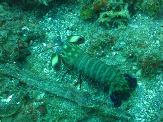 Langosta buscando comida