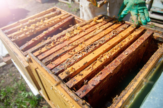 Close up of flying bees. Wooden beehive and bees. Plenty of bees at the entrance of old beehive in apiary. Working bees on plank. Frames of a beehive. © Александр Гаврилычев