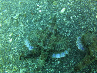 Peces pegasos en el arrecife