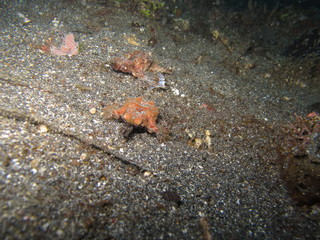 Peces pegasos en el arrecife
