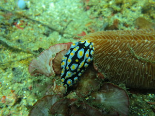 Nudibranchia en el coral