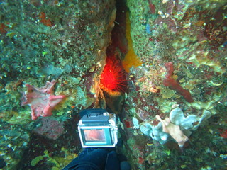 Electric clamp en lembeh