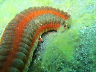 Gambas pequeñas en lembeh