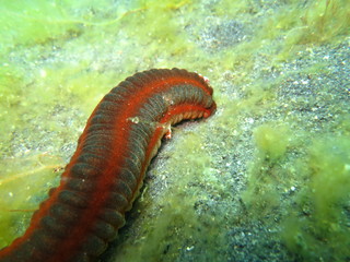 Gambas pequeñas en lembeh
