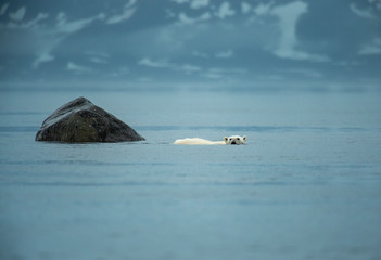 Polar bear crossing
