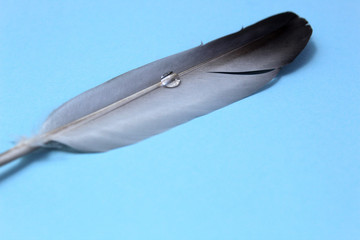 Feather from a bird lies on a blue background with a drop of water