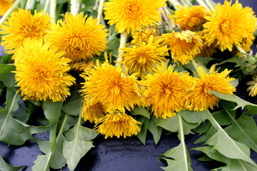 A bouquet of yellow dandelions is on the table