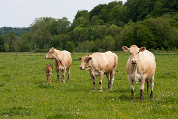 vaches veaux pré 