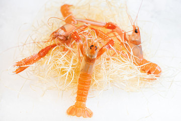 Langoustines vivantes
