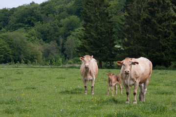 Fototapeta na wymiar vaches veaux pré 