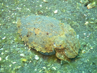 Sepia nadando en lembeh