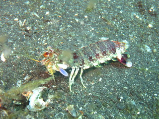Langosta buscando comida