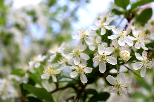 Small flowers of cherry blossom in spring