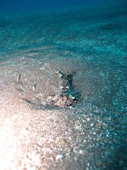 Pez escorpión en lembeh