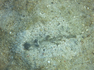 Pez escorpión en lembeh