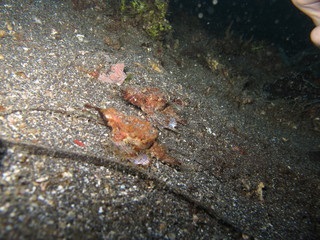 pez raro nadando en lembeh