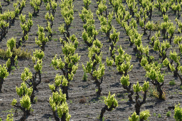 Printemps : les premi&egrave;res feuilles poussent sur les ceps d'une vigne