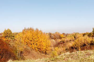 Autumn landscape with red and yellow trees in the park in bright sunny day with clear blue sky