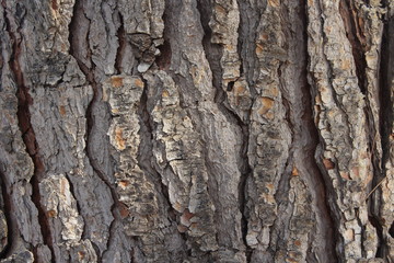 Old tree bark texture