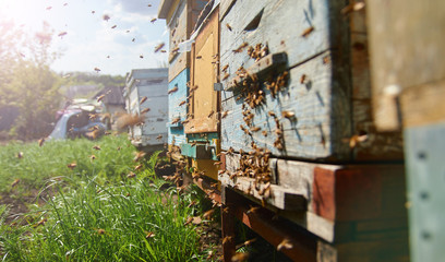 flying bees. Wooden beehive and bees. Plenty of bees at the entrance of old beehive in apiary....