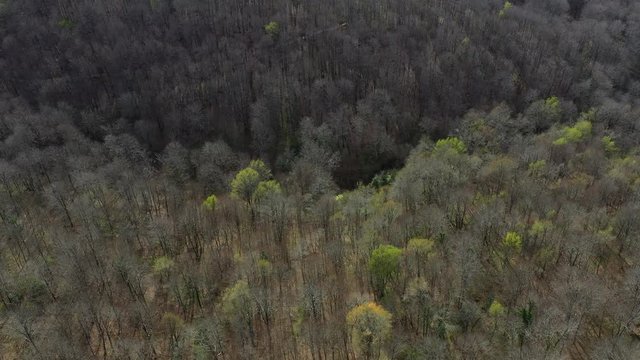 Spring, Beech forest, Altube, Gorbeia Natural Park, Alava, Bizkaia, Basque Country, Spain, Europe