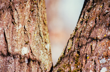Detail of a tree trunk, shot with analogue film photography