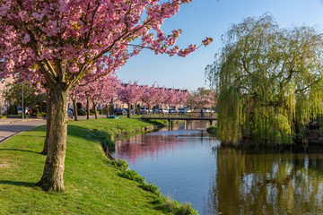 Dutch residential district village Urk with pond and blooming prunus