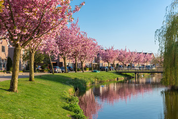 Dutch residential district village Urk with pond and blooming prunus