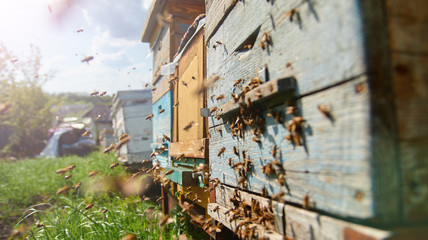 Close up of flying bees. Wooden beehive and bees. Plenty of bees at the entrance of old beehive in apiary. Working bees on plank. Frames of a beehive. 