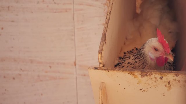 Chicken in egg laying box breeding